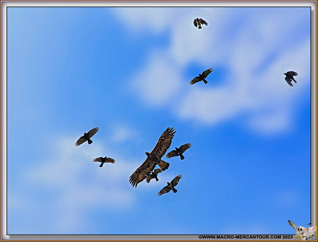 Buse variable et Corbeaux